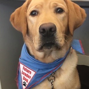 Fundraising Page: Lisa Bianchi